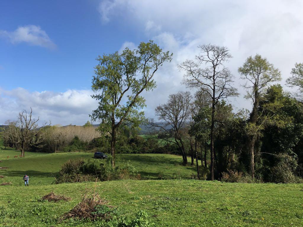 paillaco-sector-paloma